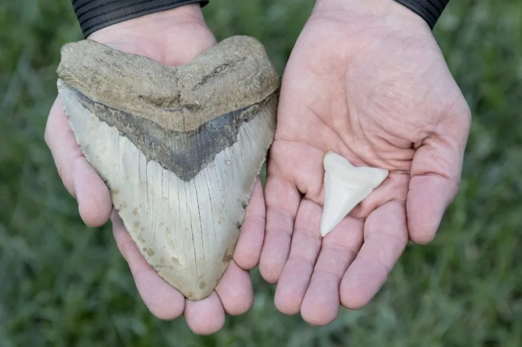 Fossil shark tooth and modern shark tooth
