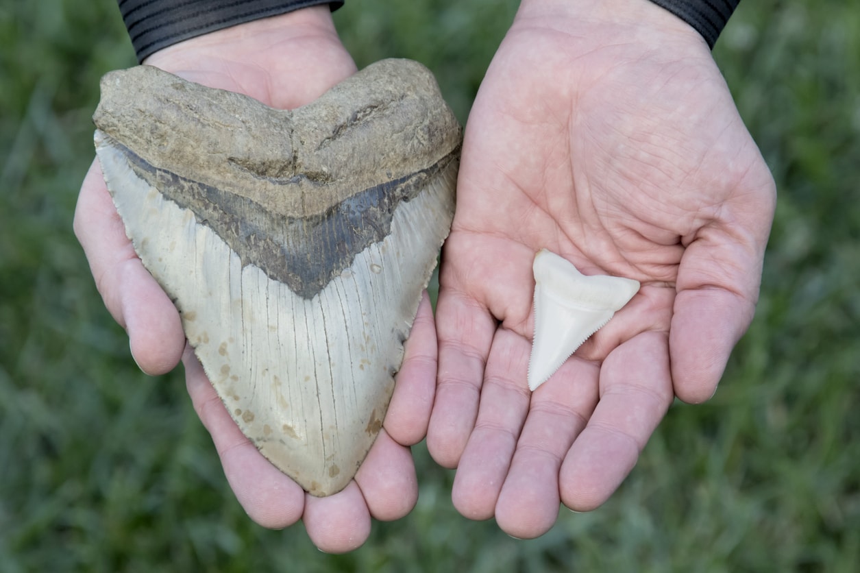 Fossil shark tooth and modern shark tooth